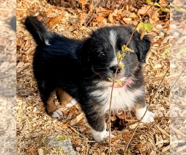 Medium Photo #1 F2 Aussiedoodle Puppy For Sale in ONAWAY, MI, USA