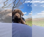 Small Photo #13 Labrador Retriever Puppy For Sale in JANESVILLE, WI, USA