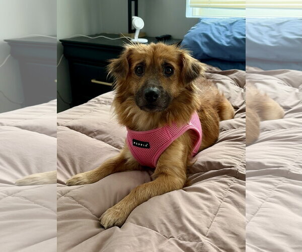 Medium Photo #2 Mutt Puppy For Sale in Plainfield, IL, USA