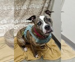 Small #3 Boxer Mix