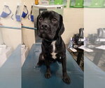 SMOKEY - Male Box-a-Pug Dog for Adoption - Small photo