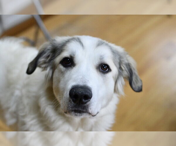 Medium Photo #2 Great Pyrenees-Unknown Mix Puppy For Sale in Mundelein, IL, USA