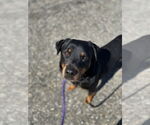 Small #6 Rottweiler