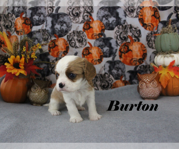Medium Photo #4 Cavalier King Charles Spaniel Puppy For Sale in CHANUTE, KS, USA
