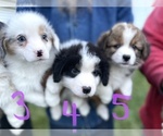 Small Photo #5 Australian Shepherd-Pembroke Welsh Corgi Mix Puppy For Sale in NAPPANEE, IN, USA