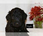 Image preview for Ad Listing. Nickname: Night