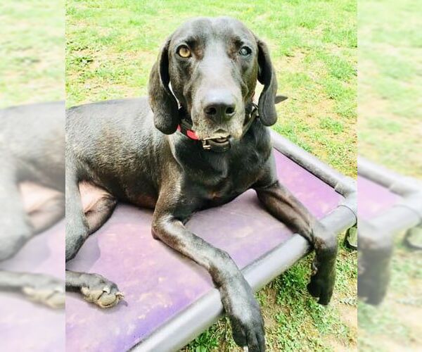 Medium Photo #33 Plott Hound-Weimaraner Mix Puppy For Sale in Rockaway, NJ, USA