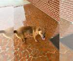 Small Australian Kelpie-Carolina Dog Mix