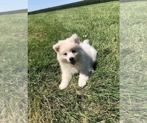 American Eskimo Dog Puppy for sale in DURHAM, CT, USA