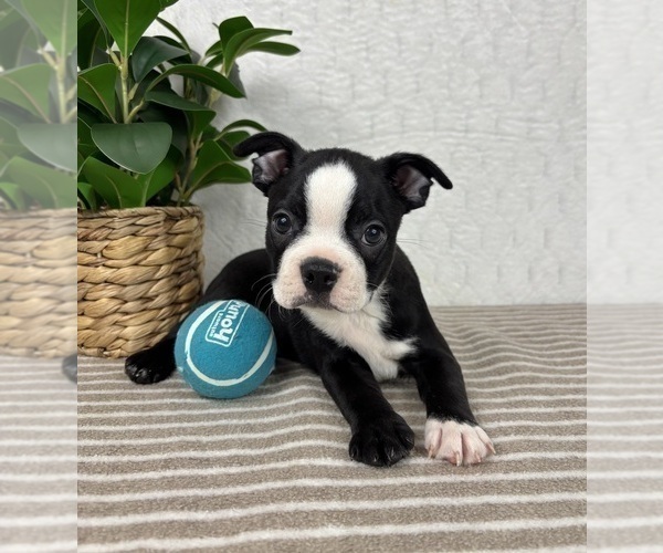 Medium Photo #5 Boston Terrier Puppy For Sale in GREENFIELD, IN, USA