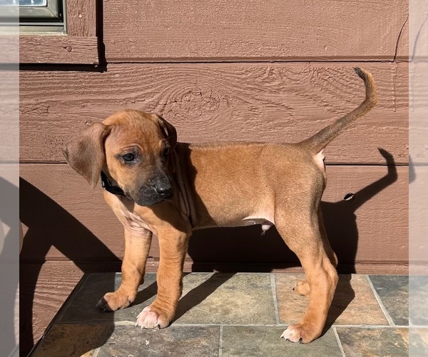 Medium Photo #6 Rhodesian Ridgeback Puppy For Sale in FAIRPLAY, CO, USA
