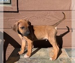 Small #5 Rhodesian Ridgeback