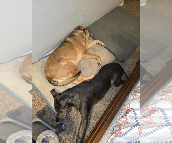 Medium Photo #3 Great Dane-Unknown Mix Puppy For Sale in Bullard, TX, USA