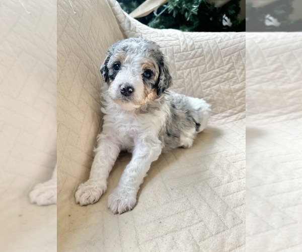 Medium Photo #2 Miniature Bernedoodle Puppy For Sale in TEMPERANCE, MI, USA