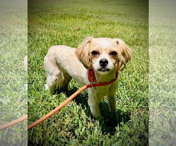 Medium Photo #1 Mal-Shi Puppy For Sale in Pacolet, SC, USA