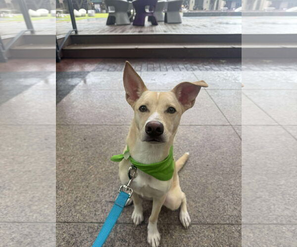 Medium Photo #3 Mutt Puppy For Sale in Rosenberg, TX, USA