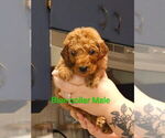 Small #2 Labradoodle