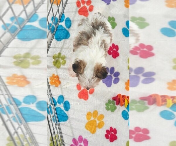 Medium Photo #2 Papitese Puppy For Sale in ORO VALLEY, AZ, USA