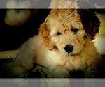 Small Photo #1 Goldendoodle Puppy For Sale in LISBON, OH, USA