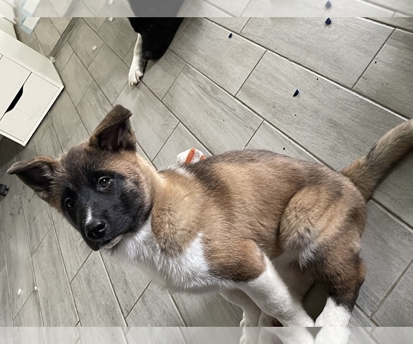 Medium Photo #5 Akita Puppy For Sale in HOUSTON, TX, USA
