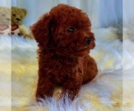 Small Photo #2 Poodle (Miniature) Puppy For Sale in ASTORIA, NY, USA