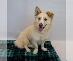 Small #5 Basset Hound-Siberian Husky Mix