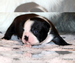 Small Photo #19 Boston Terrier Puppy For Sale in WINNSBORO, TX, USA