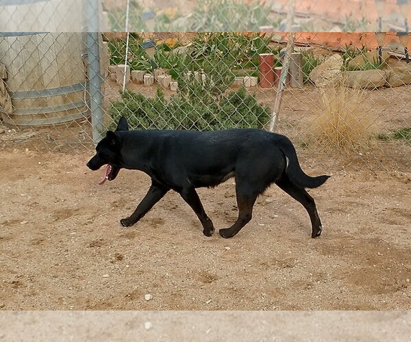 Medium Photo #12 Labrador Retriever Puppy For Sale in Apple Valley, CA, USA