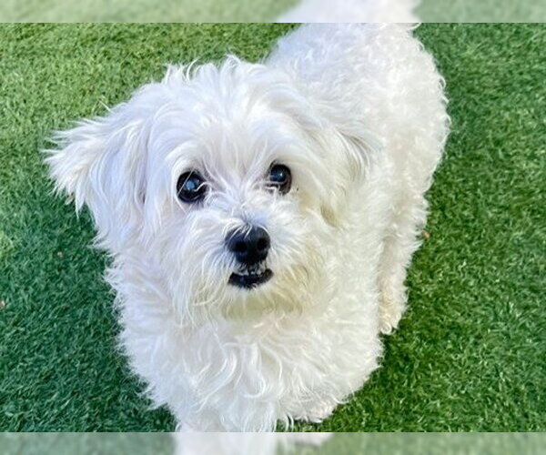 Medium Photo #1 Maltese Puppy For Sale in Redwood City, CA, USA