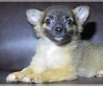 Small #14 Chihuahua