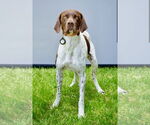 Small #1 German Shorthaired Pointer