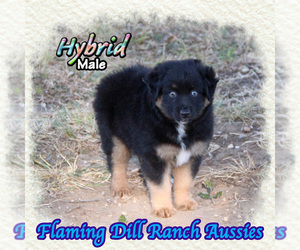Miniature Australian Shepherd Puppy for sale in FORESTBURG, TX, USA
