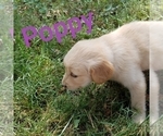 Puppy Poppy Golden Retriever