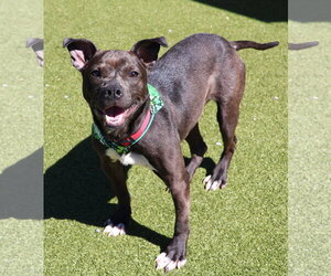 Mutt Dogs for adoption in Rockaway, NJ, USA