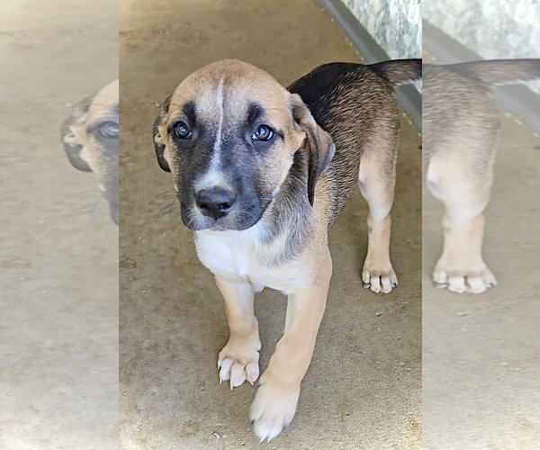 Medium Photo #4 Australian Shepherd-Unknown Mix Puppy For Sale in Estherville, IA, USA