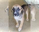 Small #3 Australian Shepherd Mix