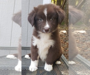 Medium Australian Shepherd