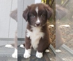 Puppy Puppy 2 Australian Shepherd
