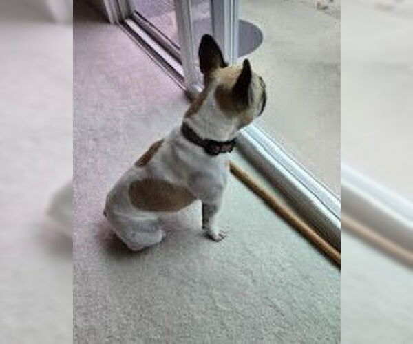 Medium Photo #3 Faux Frenchbo Bulldog Puppy For Sale in San Diego, CA, USA