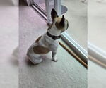 Small #2 Faux Frenchbo Bulldog