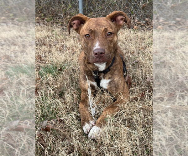 Medium Photo #7 Mutt Puppy For Sale in Glen Allen, VA, USA