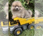 Small #2 Pomeranian
