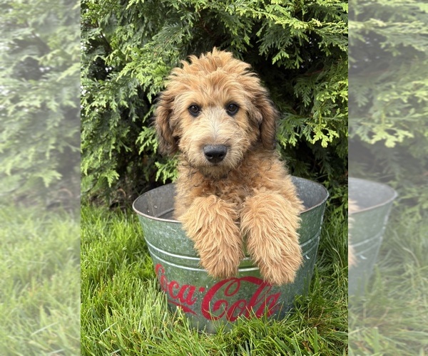 Medium Photo #3 Whoodle (Miniature) Puppy For Sale in MIDDLEBURY, IN, USA