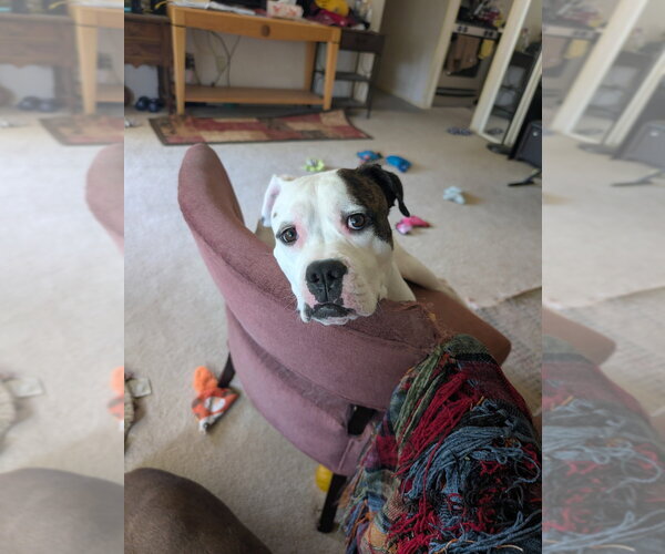 Medium Photo #2 Boxer-Unknown Mix Puppy For Sale in Aurora, IN, USA