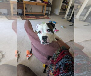 Max Love (Chester) - Male Boxer-Unknown Mix Dog for Adoption - Photo #2