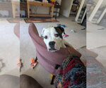 Small Photo #2 Boxer-Unknown Mix Puppy For Sale in Aurora, IN, USA