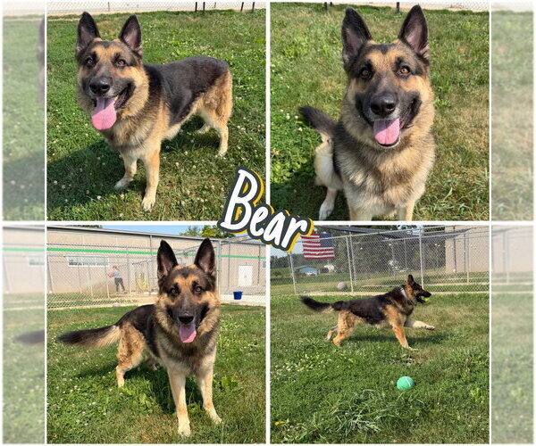 Medium Photo #1 German Shepherd Dog Puppy For Sale in Pierceton , IN, USA
