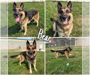 German Shepherd Dog Dogs for adoption in Pierceton , IN, USA