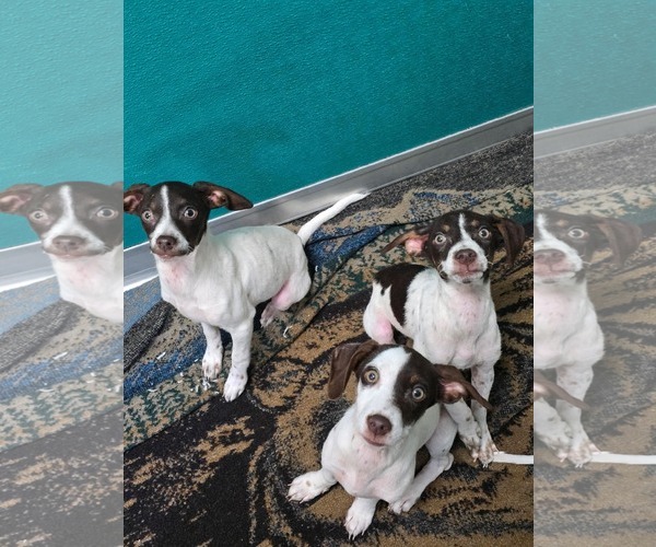Medium Photo #1 Pointer-Unknown Mix Puppy For Sale in Woodbury, NY, USA