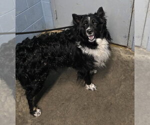 Collie-Unknown Mix Dogs for adoption in Evansville, IN, USA